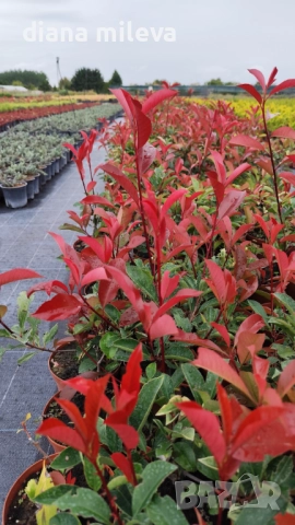 Фотиния Ред Робин, Photinia fr. Red Robin, снимка 10 - Градински цветя и растения - 49185099