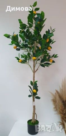Дърво Лимон 160 см