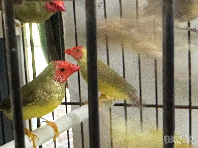 Продавам тръстикови Астрилди , снимка 2 - Амадини - 51716809