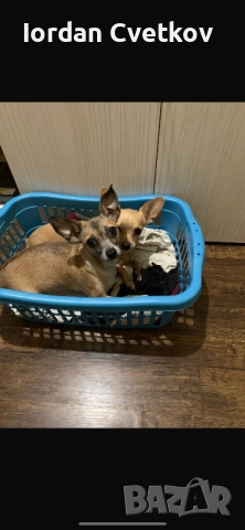 Пясъчни Мини Пинчери , снимка 12 - Пинчер - 52508096