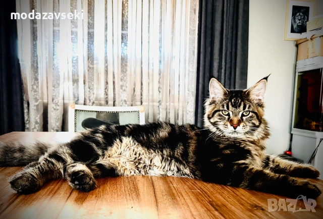 Мъжки Мейн кун, снимка 3 - Мейн кун - 53384853