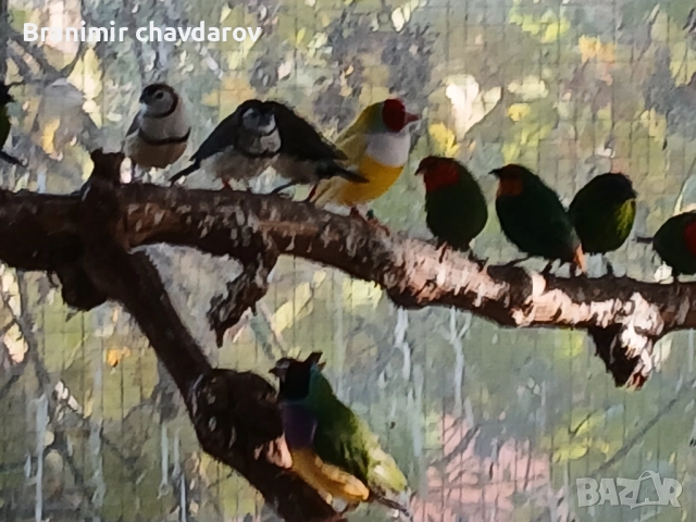 продавам амадини и диамантени гогутки, снимка 4 - Амадини - 52243041