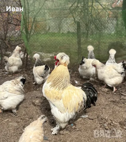 яйца от Струмски кокошки, снимка 3 - Кокошки и пуйки - 49817057