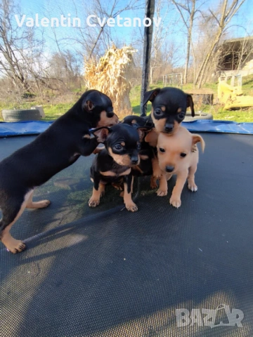  кученца , снимка 5 - Пинчер - 53499522