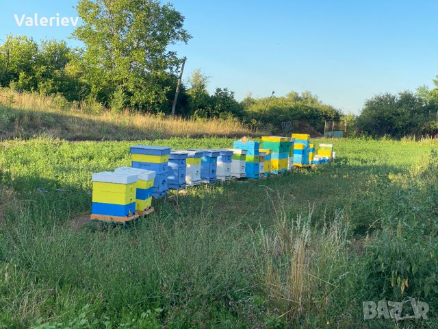Продавам чист пчелен мед, снимка 5 - Пчелни продукти - 39600256