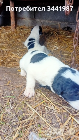 Каракачанки кучета , снимка 7 - Каракачанска овчарка - 52374828