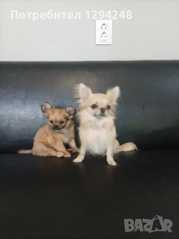 чихуахуа, снимка 1