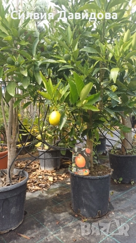 Кукле, Каламондин, снимка 4 - Градински цветя и растения - 51841837