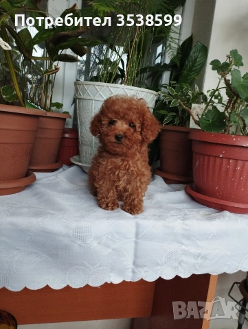 Той Пуделчета , снимка 3 - Пудели - 52909276