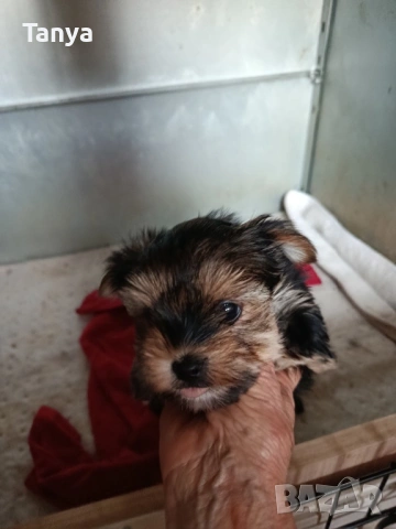 Йоркширски териер , снимка 4 - Йоркширски териер - 53275159