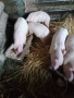 Малки прасенца , снимка 7