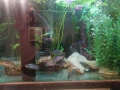 Продавам два аквариума на метална стойка, цихлиди подарък. , снимка 6