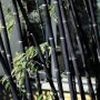 100 бр бамбукови семена градински растения Черен цвят бамбук Moso-Bamboo за декорация на градината д, снимка 2