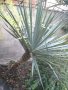 Юка, агаве, столетник, столистник вечно зелени и студоустойчиви, снимка 13