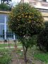 Див лимон (Poncirus trifoliata), снимка 1 - Разсади - 33037314