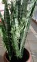 Сансевиера, снимка 1 - Стайни растения - 43025070