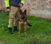 Обучено мъжко немска овчарка , снимка 3