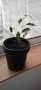 Малко растение фикус Бенджамин , снимка 1 - Стайни растения - 43423047