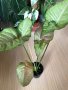 Syngonium Confetti Tricolor , снимка 1 - Стайни растения - 43670531