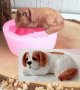 3d голямо куче шпаньол силиконов молд форма калъп гипс шоколад сапун декор, снимка 1 - Форми - 38551103