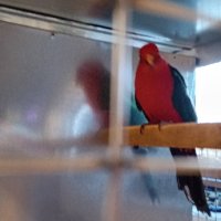 Кралски папагал, снимка 1 - Папагали - 44047452