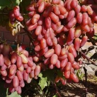 Бутикови сортове грозде, снимка 8 - Разсади - 35306623