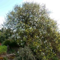 Poncirus trifoliata / Див лимон, снимка 7 - Разсади - 37305233