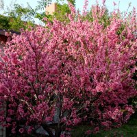 Японска Слива-(Prunus triloba)Промоция!!!, снимка 2 - Градински цветя и растения - 32561514