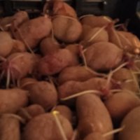 Семена картофи , снимка 2 - Сортови семена и луковици - 43711855