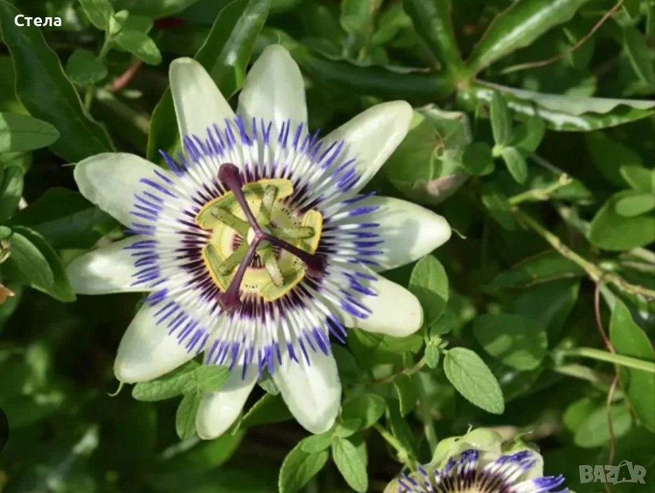 Пасифлора, бял Бенджамин, Сансевиера, мексиканска мента, Копривка , снимка 1