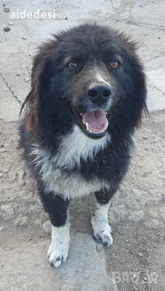 Мъжко куче-пазач Макси, снимка 1