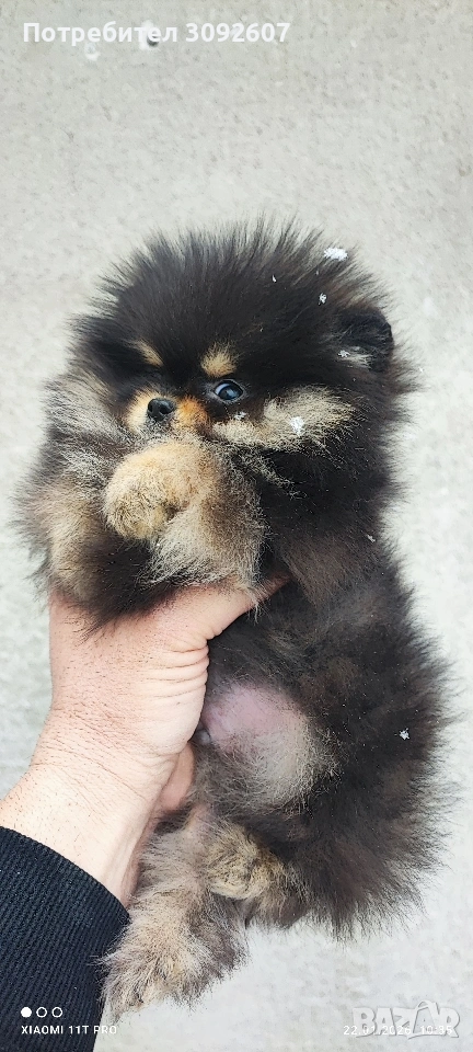 Померанче момче, снимка 1