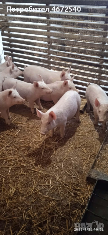 Продавам малки прасенца около20 кг.Цена по договаряне.Тел. 0888061650, снимка 1