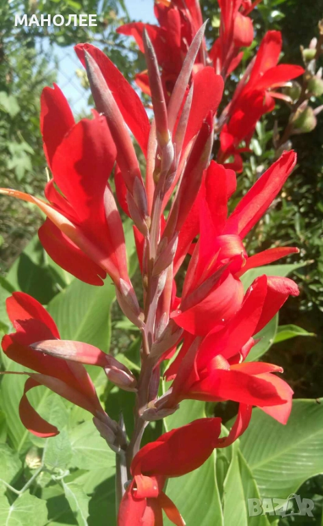 🌺🌺🌺Канна🌺🌺🌺, снимка 1