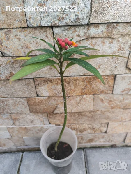 Асклепиас , снимка 1