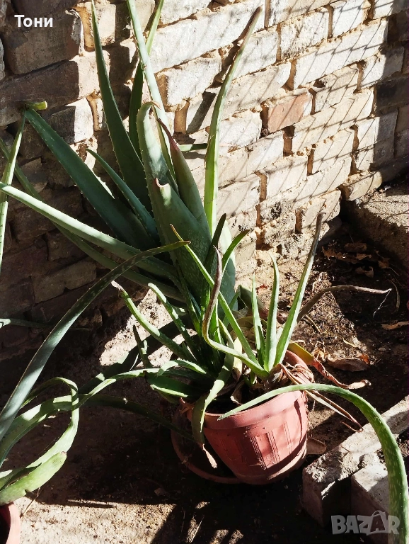 Алое Вера, снимка 1