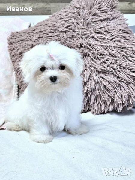 Малтийска болонка Мини момиче, снимка 1