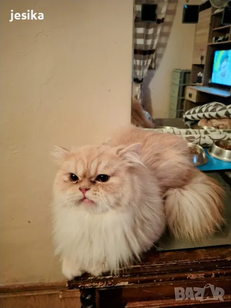 Персийски котки мъжки с родословие не кастрирани., снимка 1