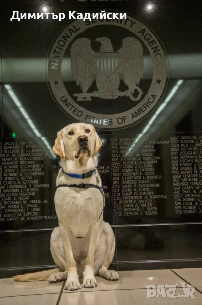 Разхождане на кучета, снимка 1