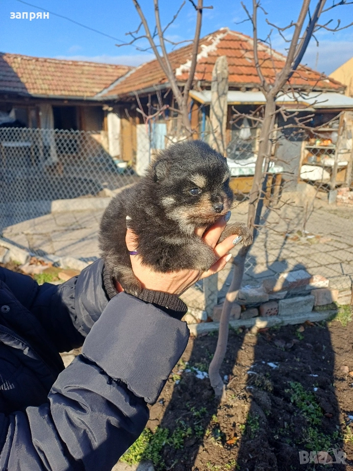 померан, снимка 1