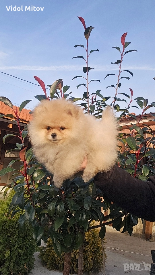 Мини Померан момче , снимка 1