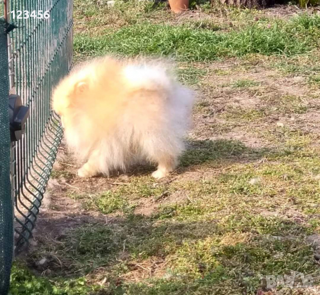 Померан - Разплод, снимка 1