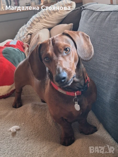 Мъжки дакел търси женска, снимка 1