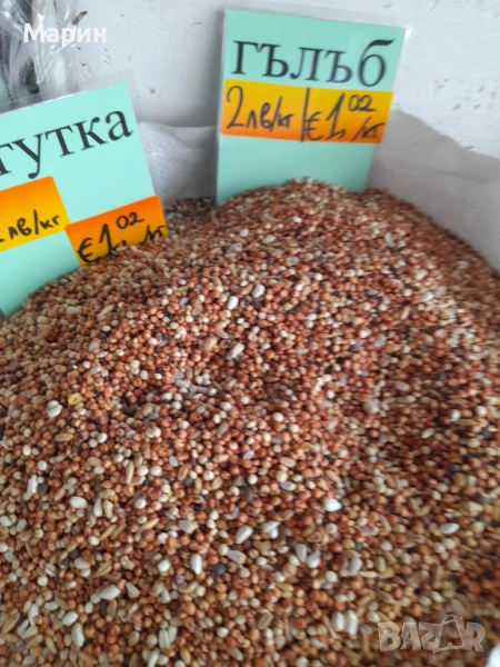 Смес Гълъби Гугутки, снимка 1