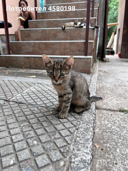 Подарявам три котенца , снимка 1