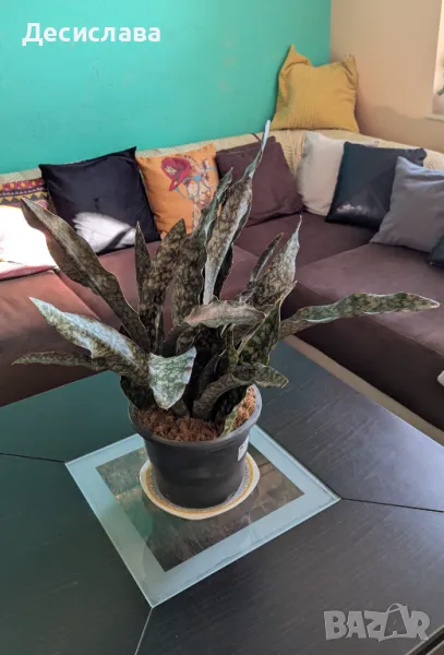 Sansevieria (star canyon granite), снимка 1