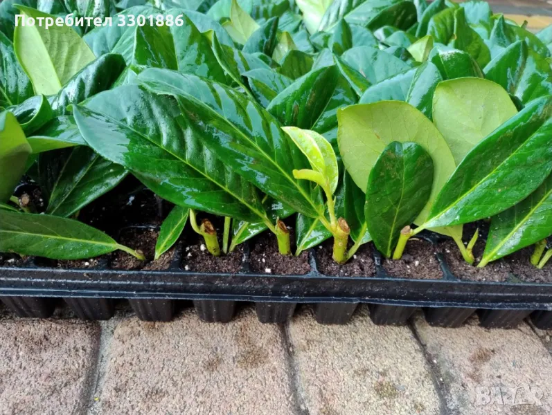 Лавровишна Novita, Caucasica в мултипалети. Производител, снимка 1