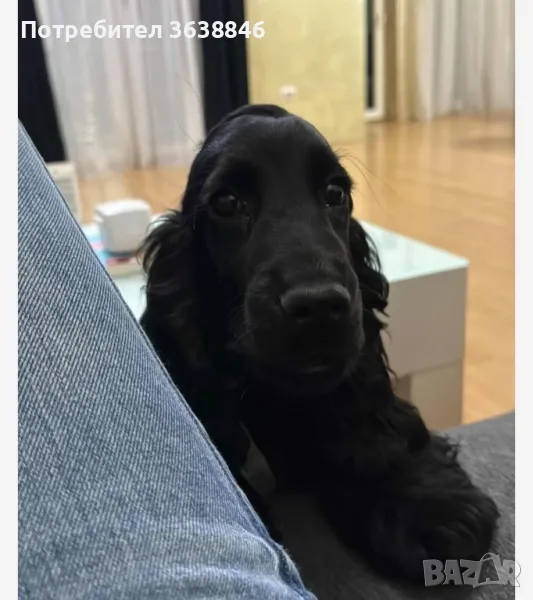 Английски кокер шпаньол, снимка 1