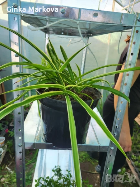 Различни видове хлорофитом, снимка 1