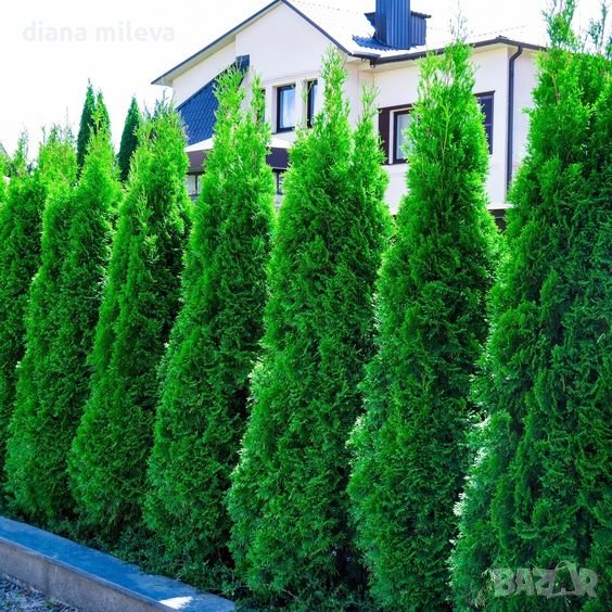 Туя Смарагд, Thuja occ. ‘Smaragd’, снимка 1